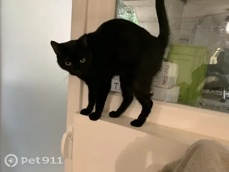 Chat trouvé : femelle noire tache blanche - photo