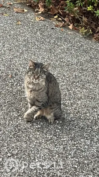Chat blessé trouvé à Annecy - photo