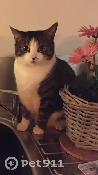 Chatte européenne 5 ans perdue à Ifs - photo