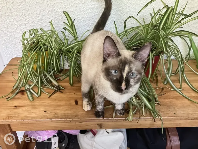 Chat siamois perdu, 2 ans, La Tronche - photo