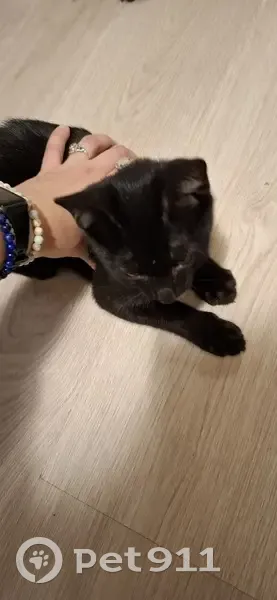 Chaton mâle trouvé près d'Aldi, Bordeaux - photo
