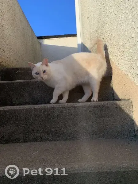 Chat disparu à Doué-en-Anjou - photo