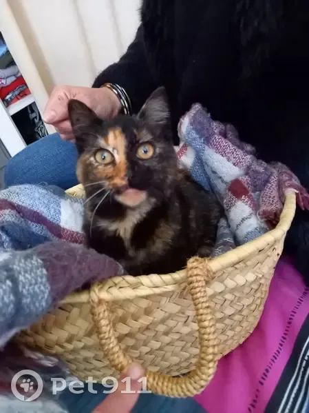 Chaton noir/marron trouvé à La Rochelle - photo
