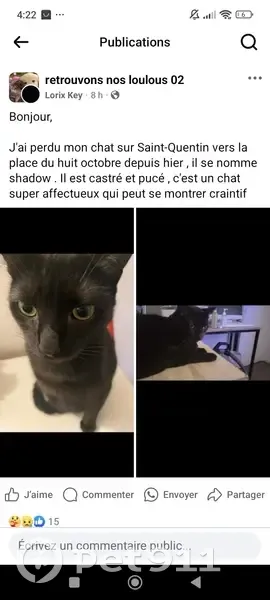 Chat noir disparu à Saint-Quentin - photo