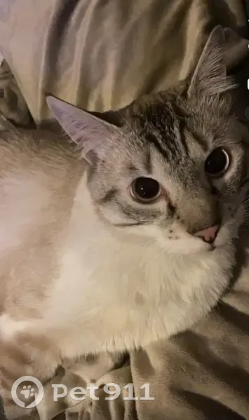 Chat siamois disparu à Nancy - photo
