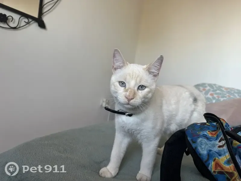Chat blanc trouvé, bagarreur, collier noir - photo