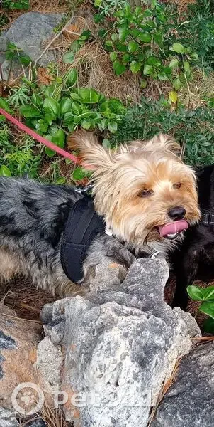 Chien perdu avec harnais noir à Nice - photo