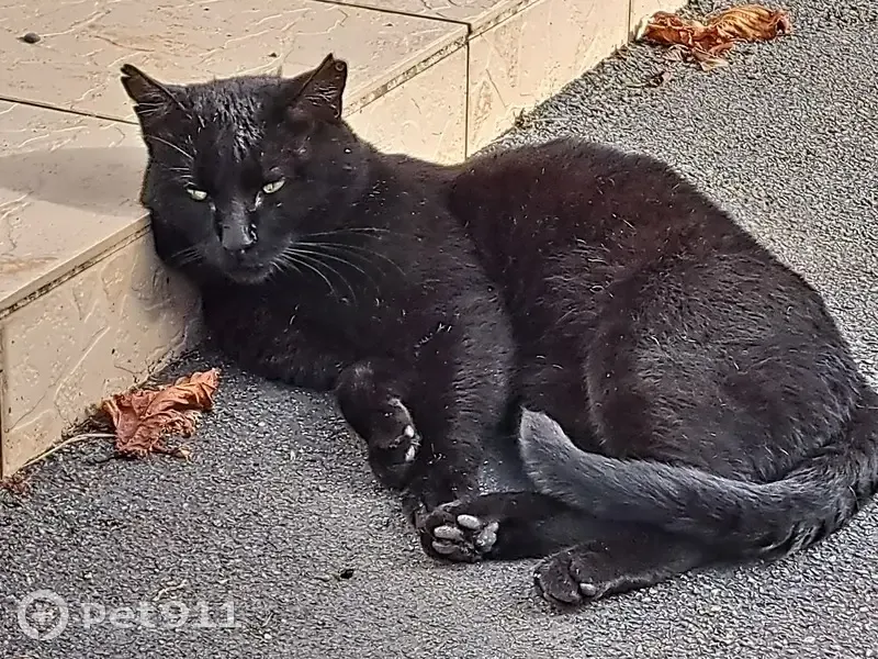 Chat trouvé en mai à Fontivillié - photo