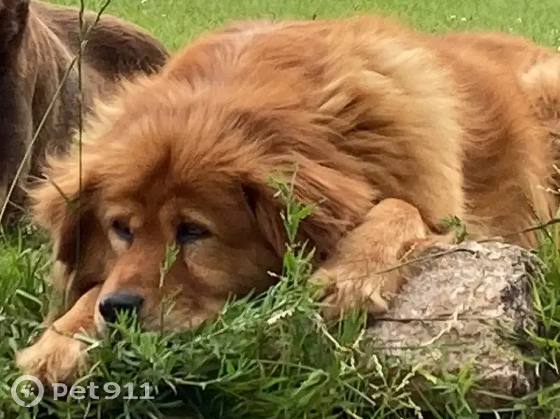 Chien perdu : Endy, grande rousse poilue - photo