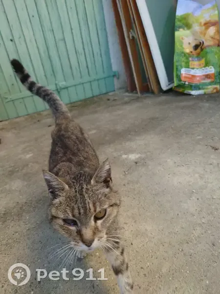 Chatte maigre et câline trouvée à Mouchan - photo