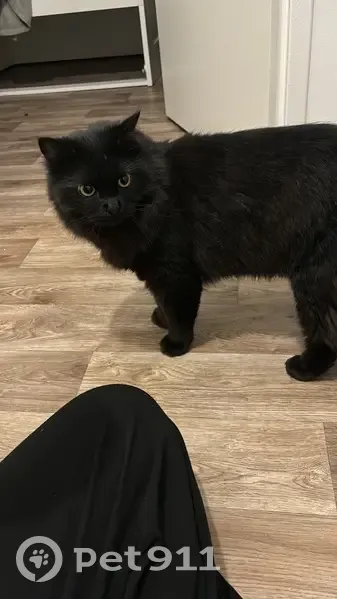Chat noir mâle perdu, Rue Oum Kalthoum - photo