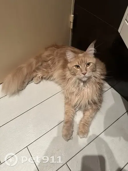 Chat perdu à Blagnac, besoin urgent soins - photo