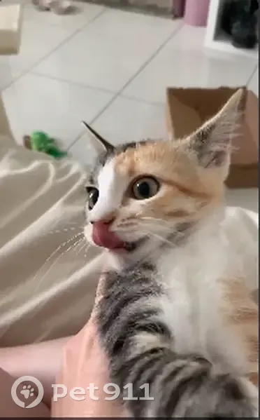 Chatte perdue à Brest, contactez-moi - photo