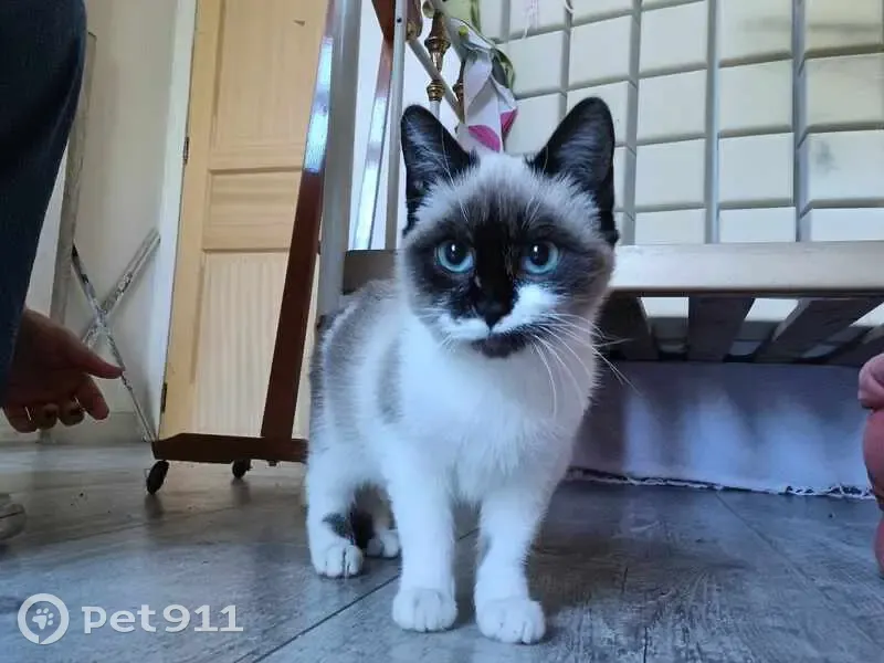 Chat trouvé, non identifié, affectueux à Homps - photo