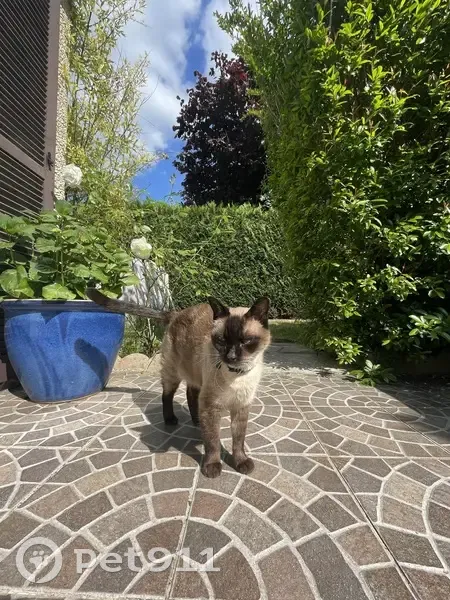 Siamois perdu à Noisiel, besoin d'aide - photo