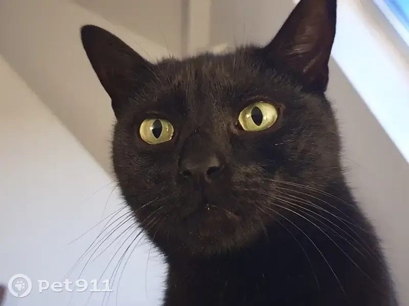 Chat noir Bernie perdu à Lille - photo