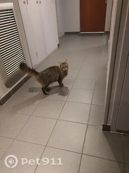 Chat trouvé Boulevard de la Liberté, Nantes - photo