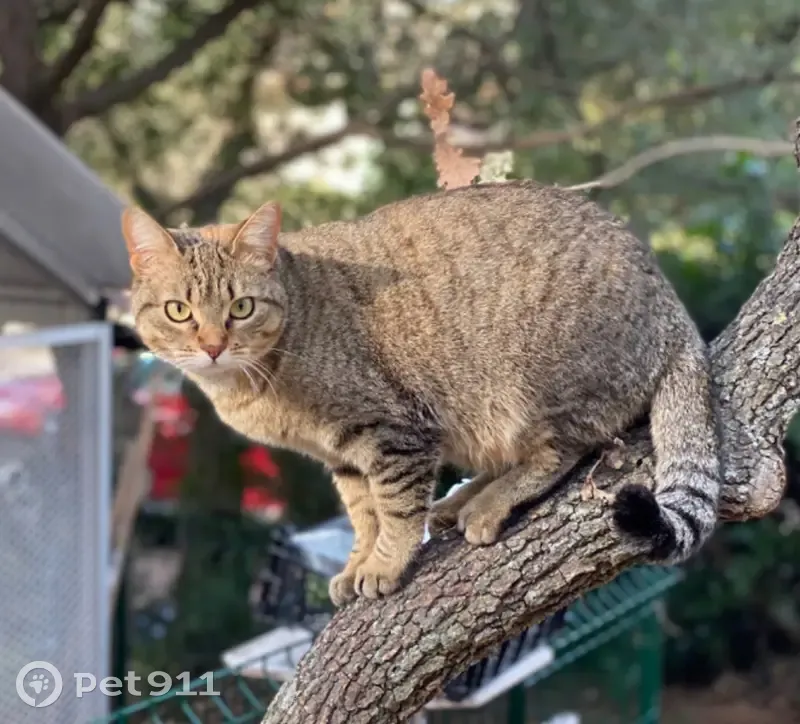 Chatte tigrée disparue à Roquebrune - photo