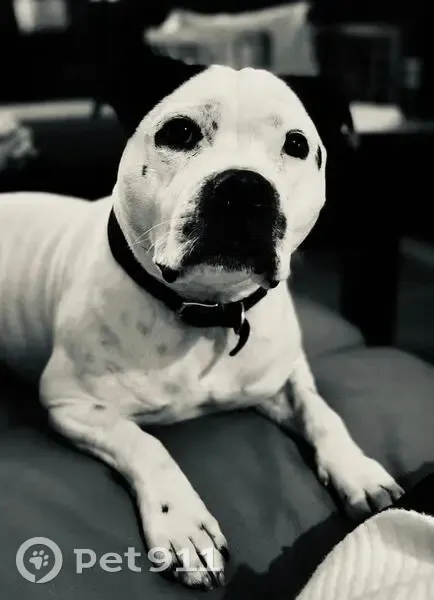 Chien perdu : OPE, mâle blanc tacheté - photo