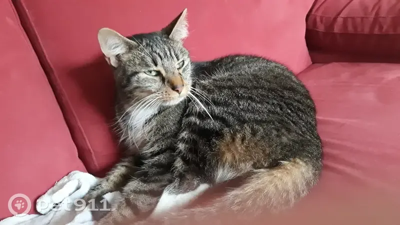 Chat gris tigré trouvé à Maromme - photo