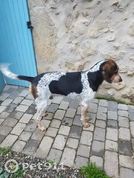 Chien trouvé à Val Buëch-Méouge - photo