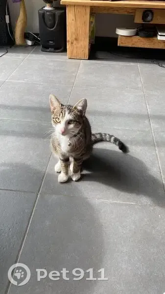 Chat perdu à Besançon, rue de l'Avenir - photo