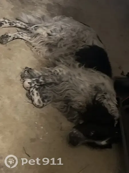 Chien trouvé à Pontault-Combault - photo