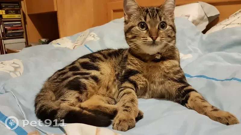 Chatte tigrée trouvée à Orléans - photo