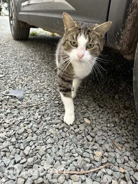 Chat trouvé sociable, blanc/gris/marron - photo