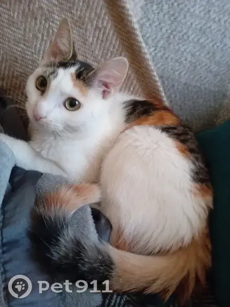 Chat trouvé, câlin, 5/6 mois, Limoges - photo