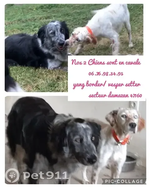 Deux chiens disparus : Border et Setter - photo