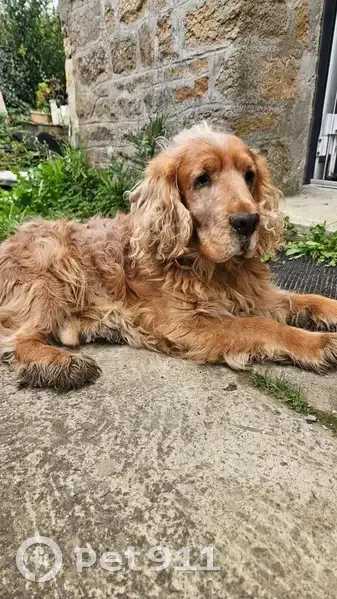 Chien âgé trouvé en Bretagne, très gentil - photo