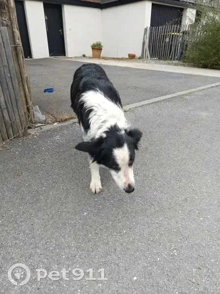 Border Collie trouvé à Vannes, très sympa - photo