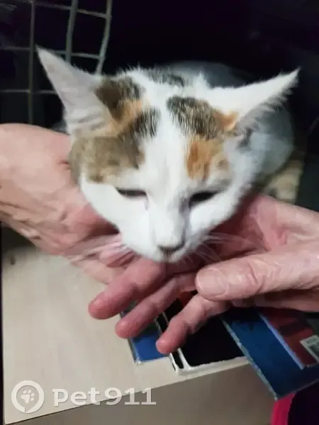 Chatte tricolore blessée trouvée à Lyon - photo