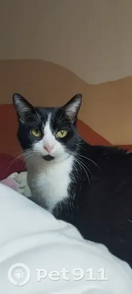 Chat perdu à Lattes, quartier Cougourlude - photo