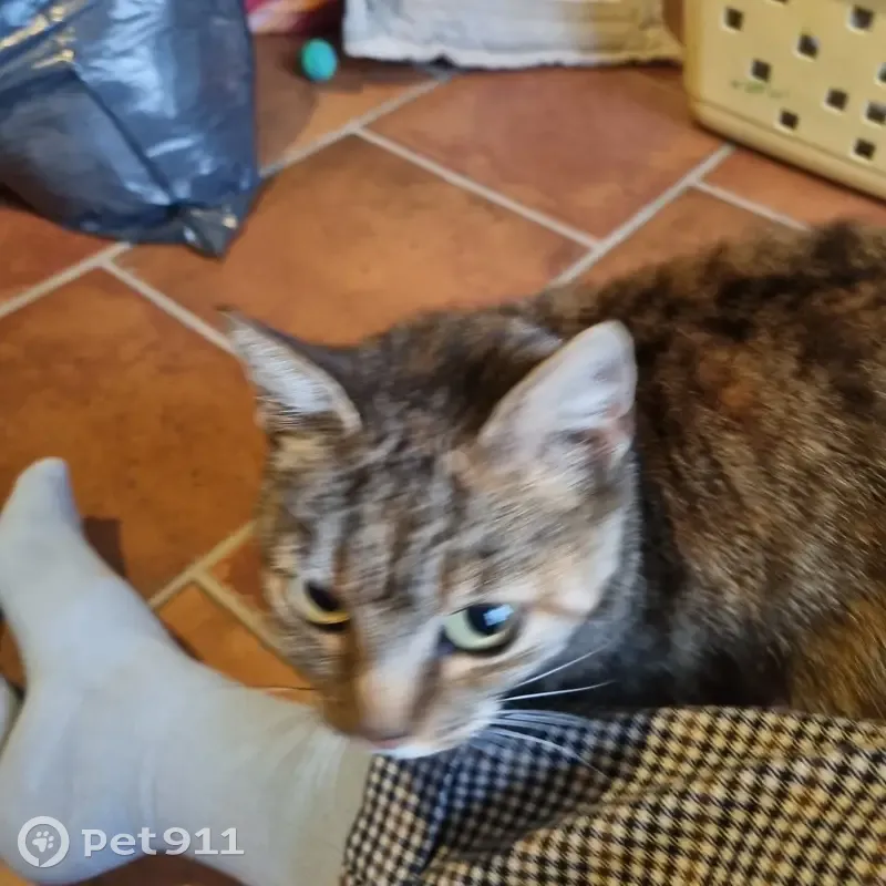 Chatte craintive 