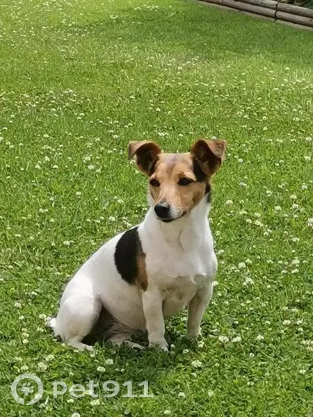 Jack Russell tricolore perdue à Pleudihen - photo