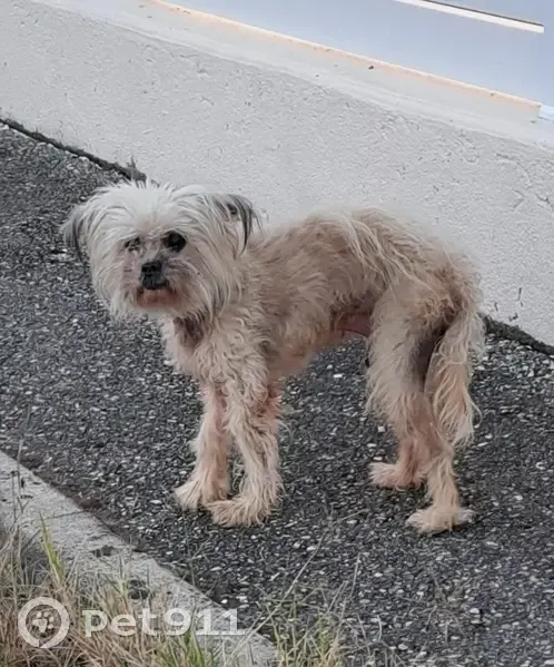 Petit chien trouvé à Aiton, semble perdu - photo