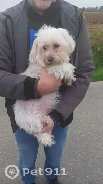 Bichon maltais âgé trouvé à Plumaudan - photo