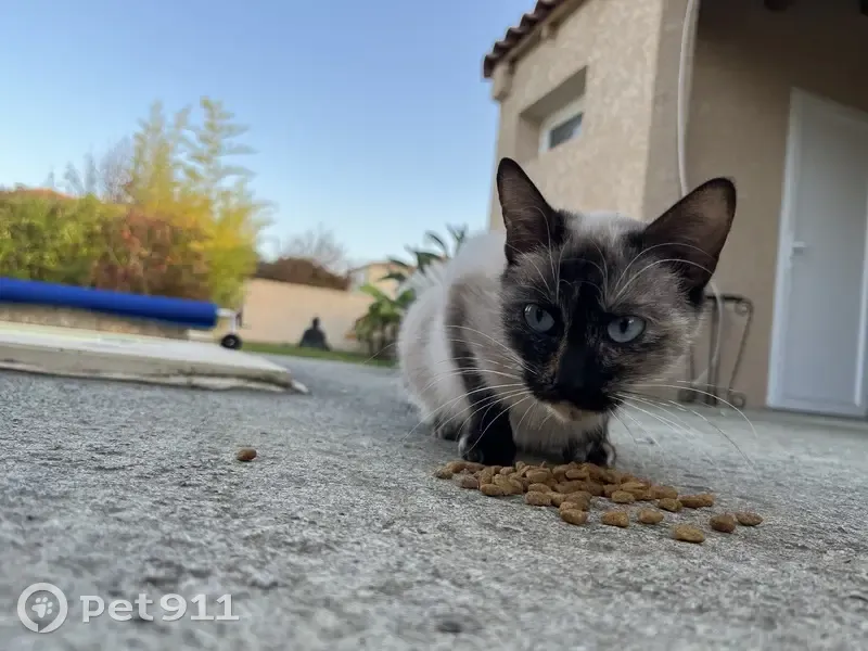 Chat siamois craintif aperçu à Cambon - photo