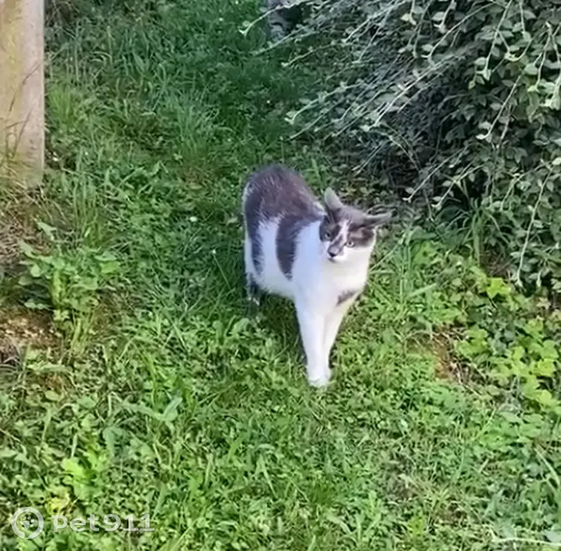 Guizmo, chat gris et blanc perdu à Osny - photo
