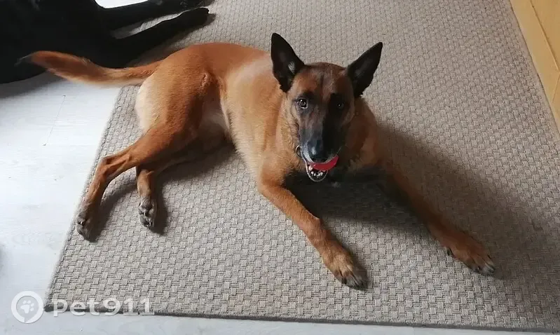 Chien perdu à Barbizon, malinoise 8 ans - photo