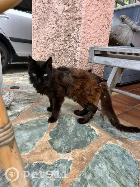 Chat errant maigre trouvé à Pietrosella - photo