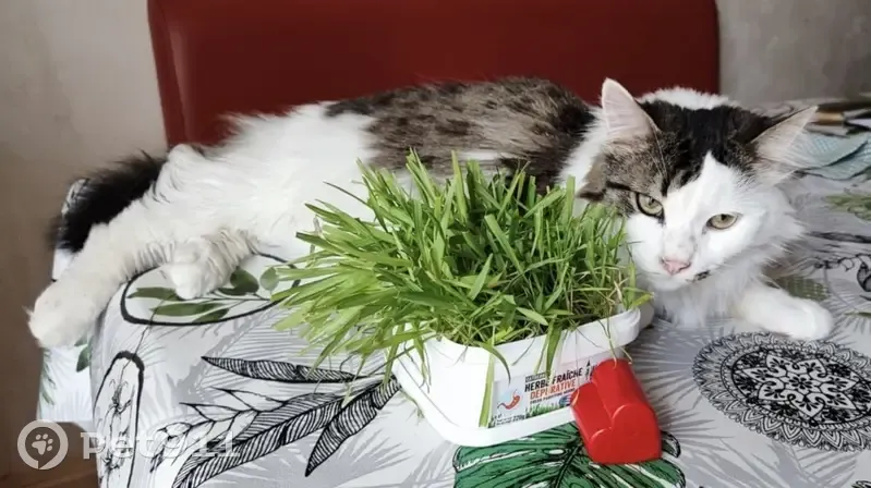 Chat mâle Guizmo perdu à Espartignac - photo