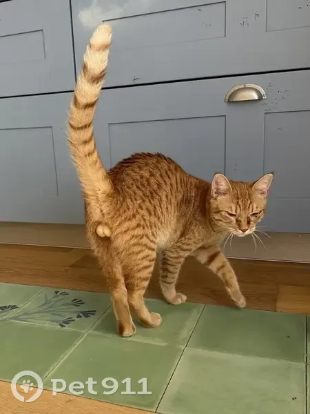 Jeune chat trouvé, câlin et bavard - photo