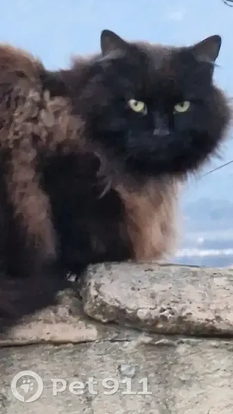Chat noir et chocolat perdu à Jonquerettes - photo