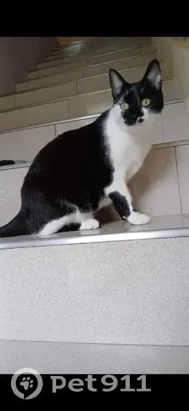 Chatte disparue à Moissat, chemin de Charliat - photo