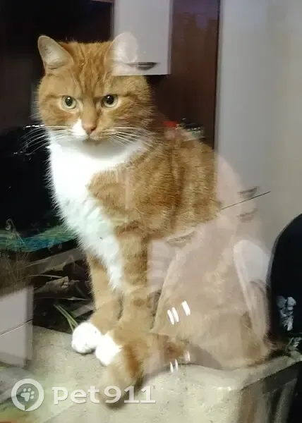 Chat perdu, tatoué et castré à Béthune - photo