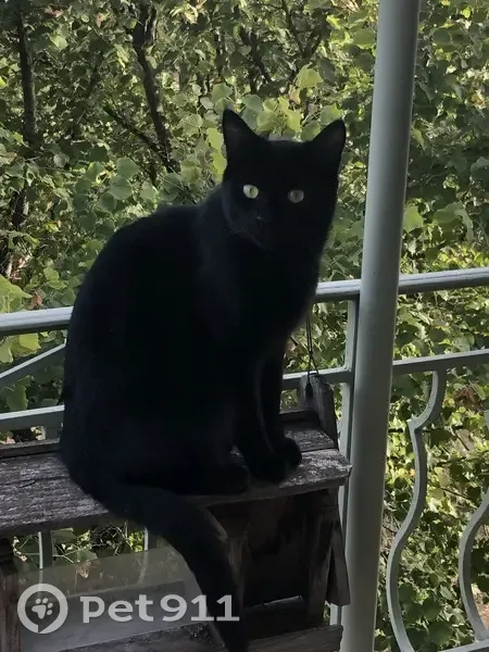 Chat noir perdu, rue Abbé-Boisard, Lyon - photo