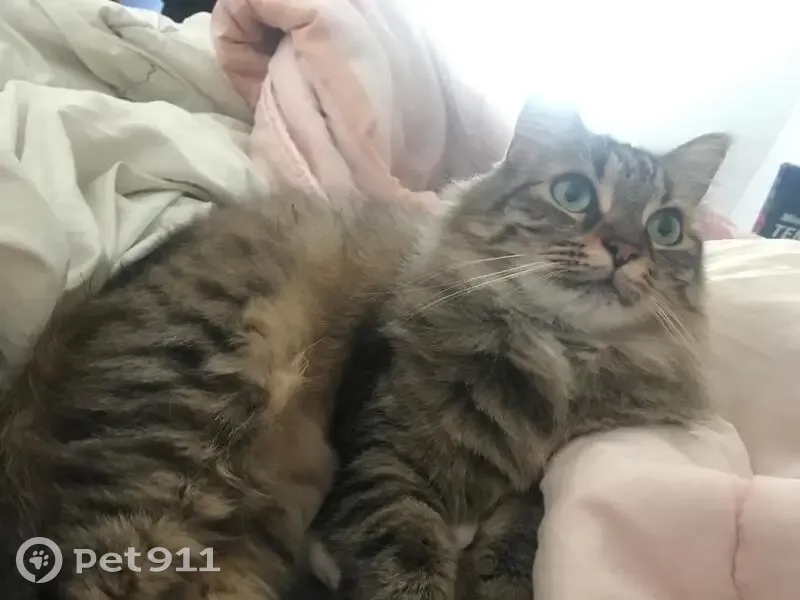 Chat disparu avec tatouage à Foucherans - photo